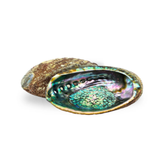 Conchiglia di Abalone 15–16 cm Verde